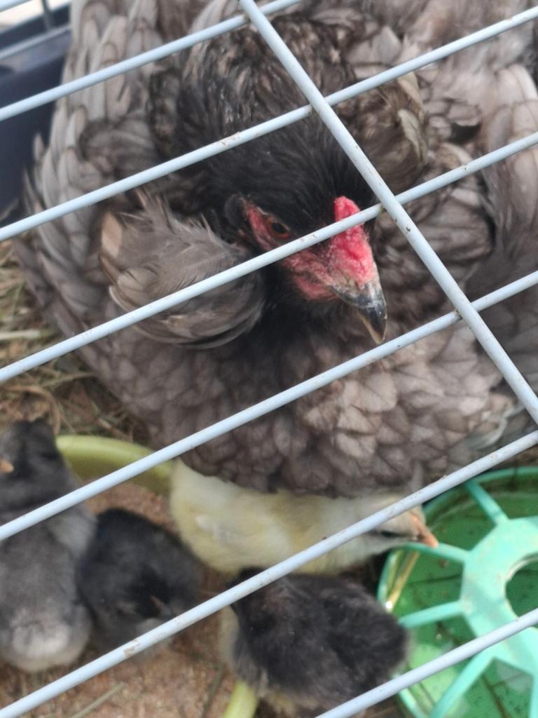 Poules avec leurs poussins