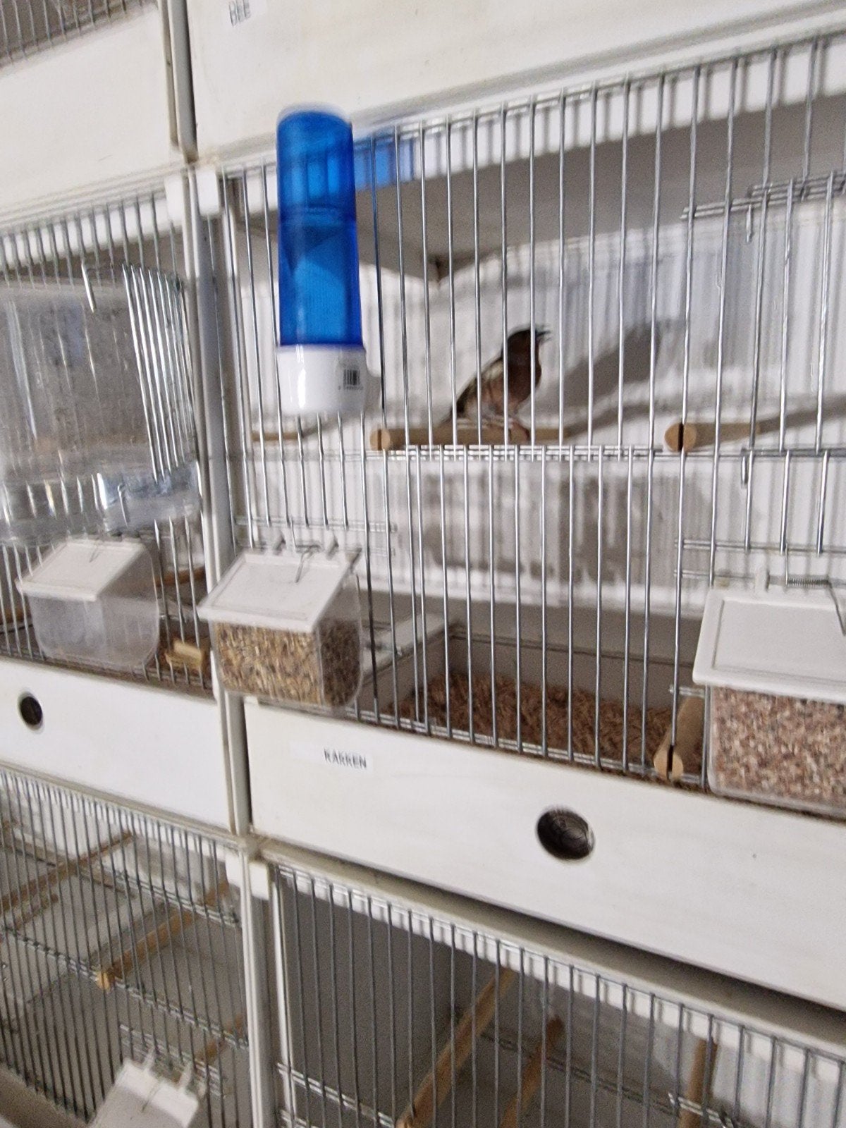 vink man, Animaux & Accessoires, Oiseaux | Accessoires, Enlèvement