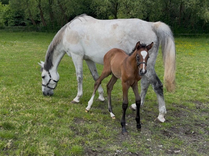 Fokmerrie uit topstam (oa Plot Blue, Oklund en mindset ES), Dieren en Toebehoren, Merrie, Springpaard, Met stamboom, Zadelmak