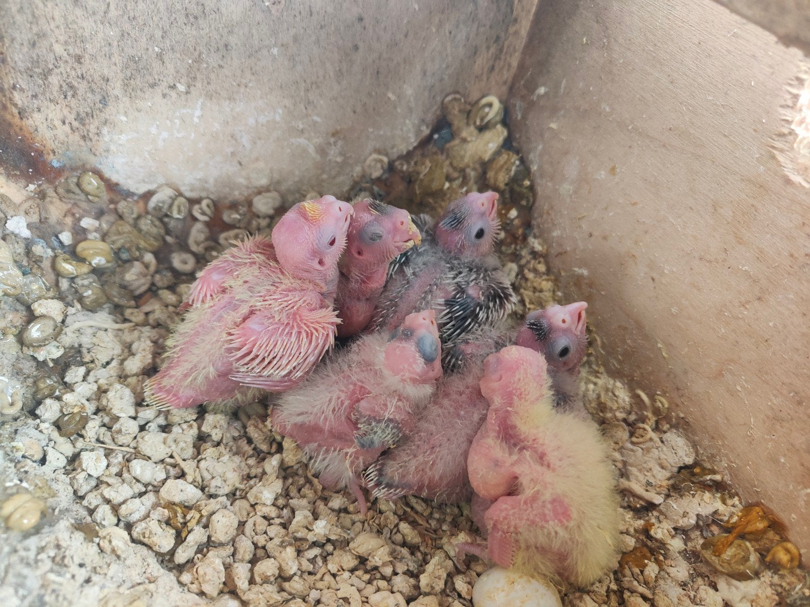 Calopsittes à élever à la main, Animaux & Accessoires, Oiseaux | Perruches & Perroquets, Plusieurs animaux, Perruche, Domestique