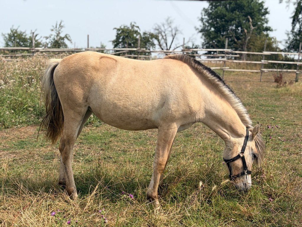 Jaarling fjordenmerrie, Dieren en Toebehoren, Paarden, Merrie, Minder dan 160 cm, Met stamboom, Niet van toepassing