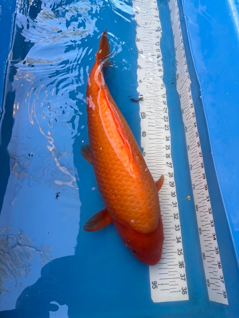 55 cm bengigoi koi, Animaux & Accessoires, Poissons | Poissons d'étang, Carpe ou Koï