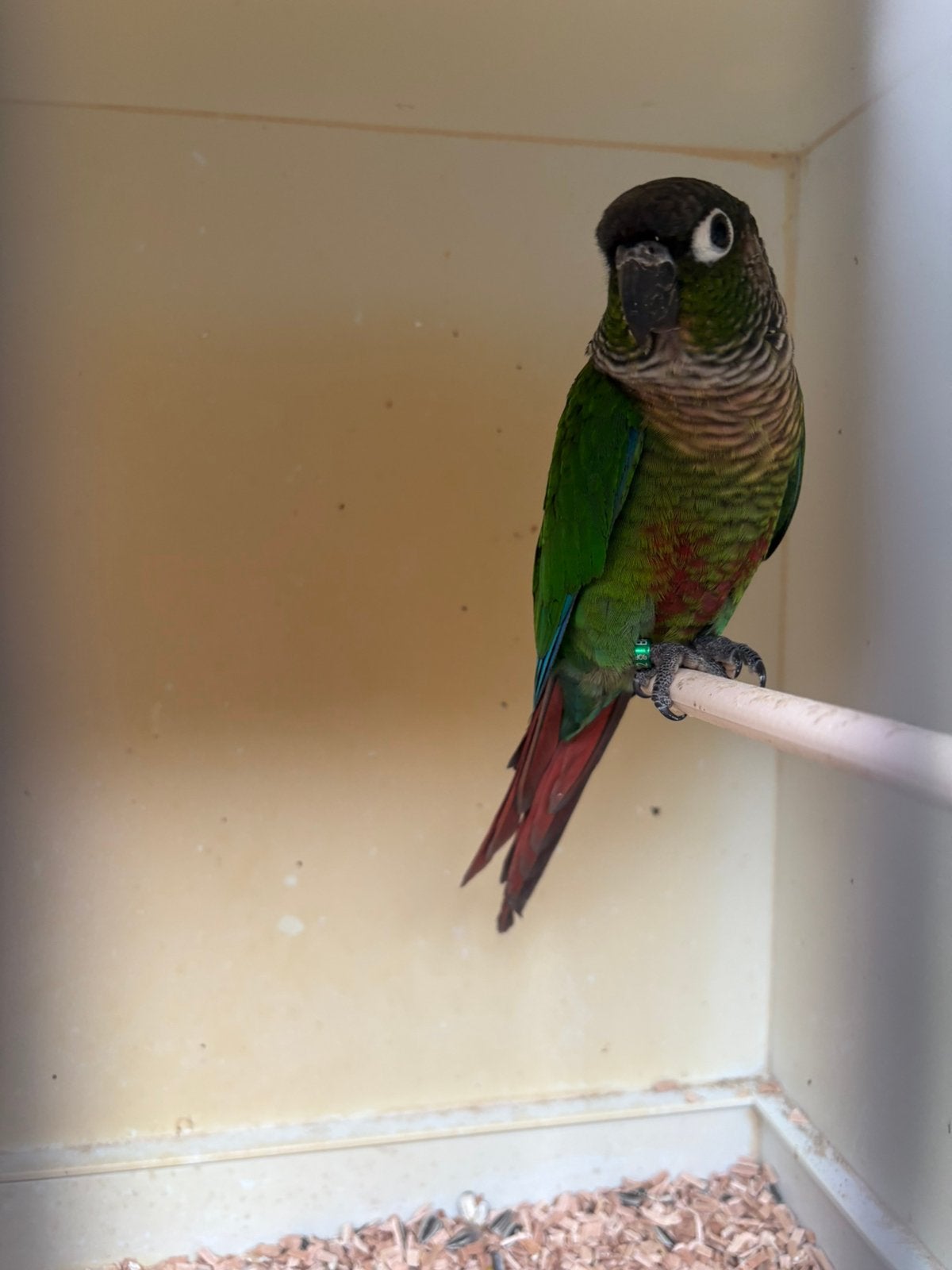 5 Pyrrhura molinae wildkleur, Plusieurs animaux, Bagué