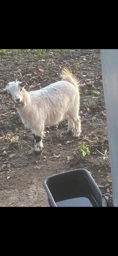Geitenbukje crème, Dieren en Toebehoren, Schapen, Geiten en Varkens, Mannelijk, Geit, 0 tot 2 jaar