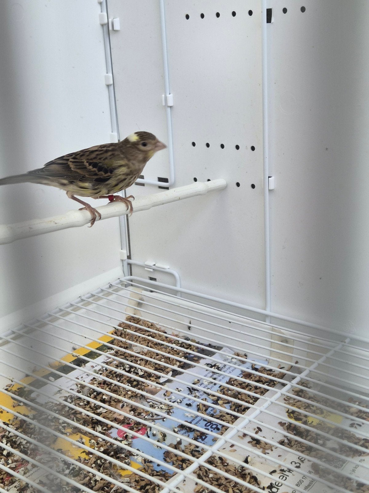 kanarie pop 2026, Dieren en Toebehoren, Vrouwelijk, Zangkanarie