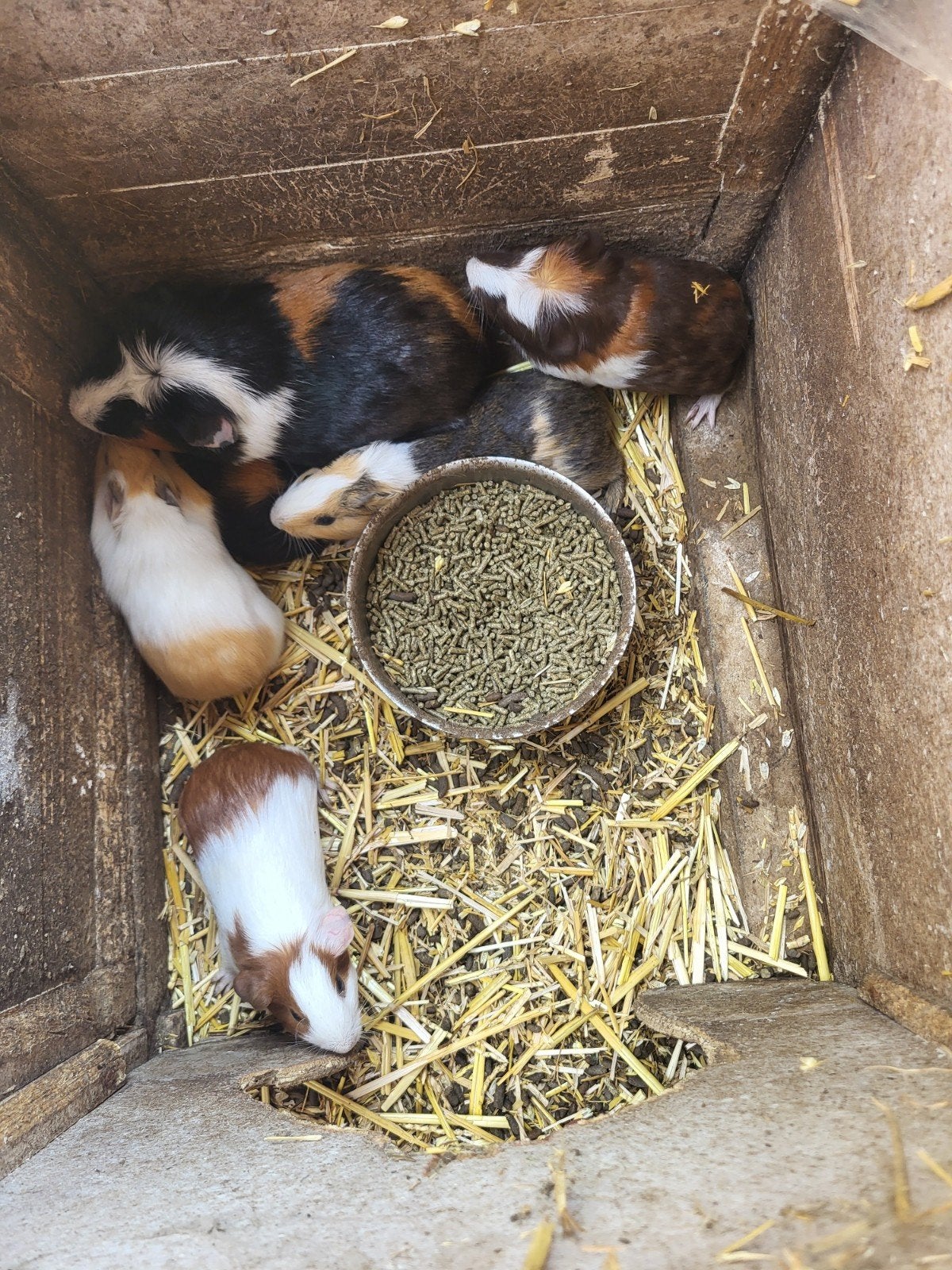 mannelijke cavia's, Dieren en Toebehoren, Mei, Mannelijk, Cavia