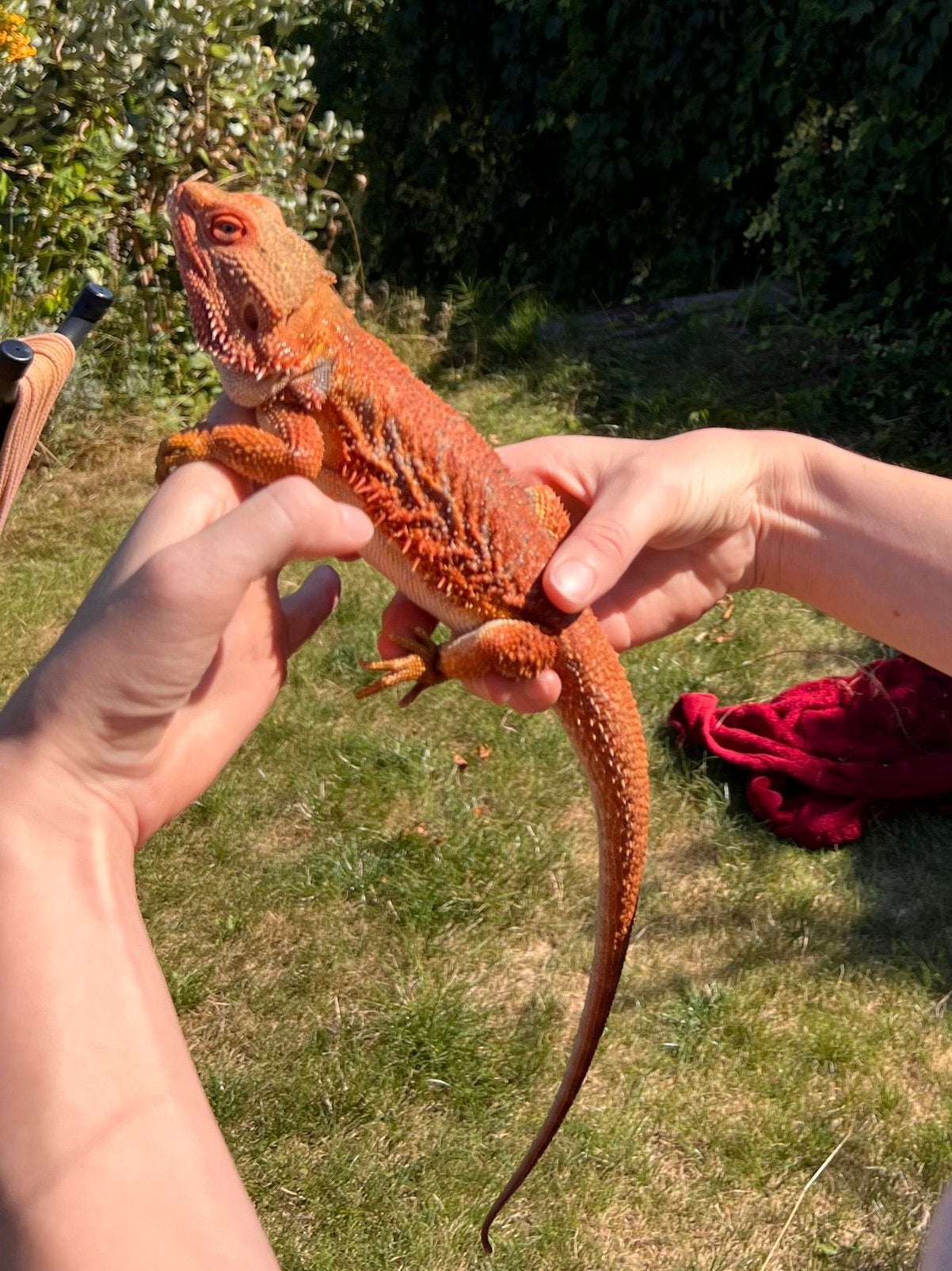 Pogona red avec terrarium, Animaux & Accessoires, Reptiles & Amphibiens, Avec terrarium