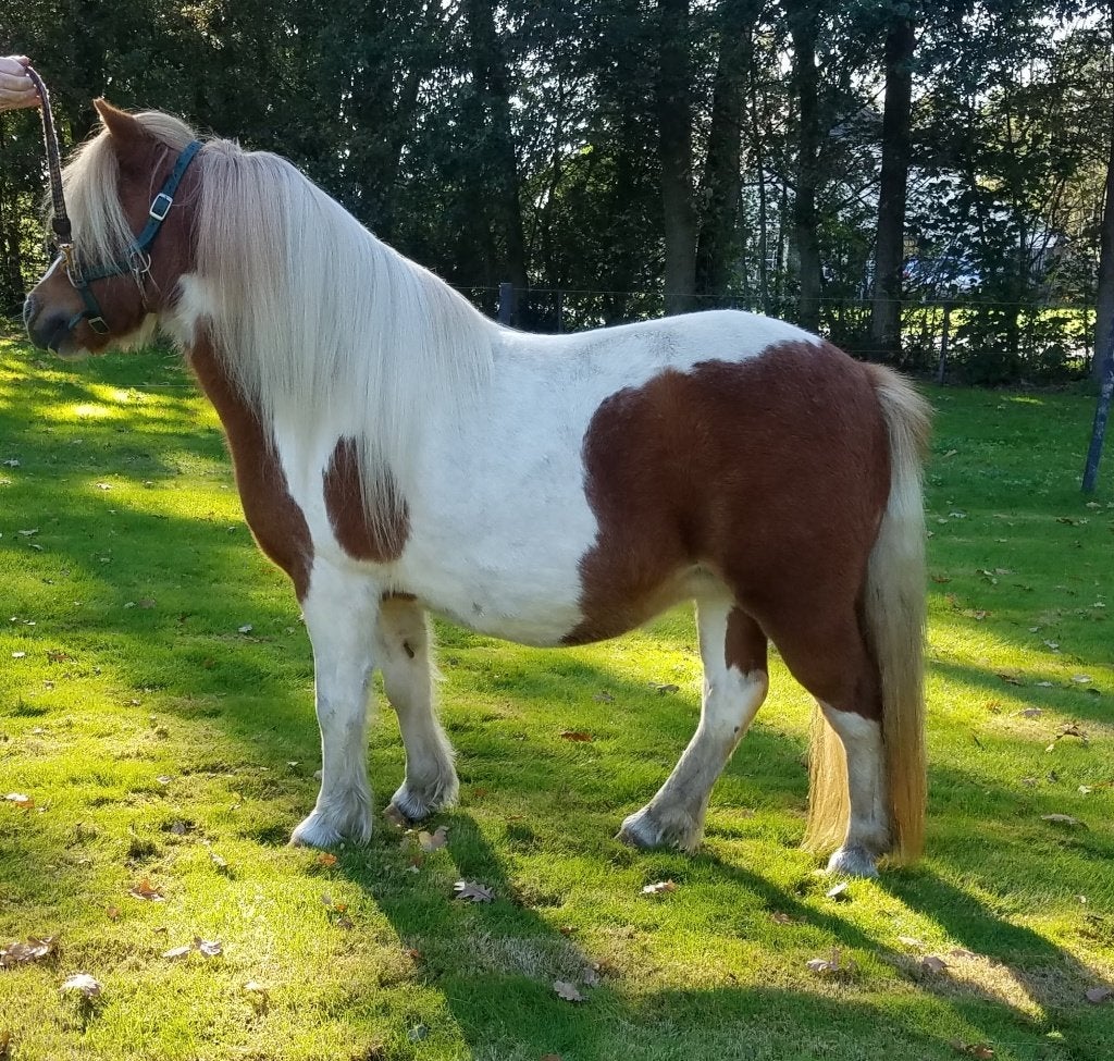 Mooie goede shetlanders, Dieren en Toebehoren, Merrie, Met stamboom, Niet van toepassing, A pony (tot 1.17m)