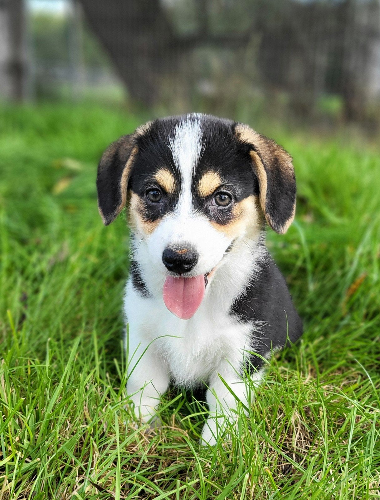 Welsh Corgi Cardigan pups / Corgi pups, Dieren en Toebehoren, België, Overige rassen, CDV (hondenziekte), 8 tot 15 weken