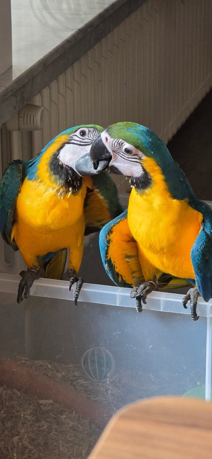 blauwgele ara's, Dieren en Toebehoren, Vogels | Parkieten en Papegaaien