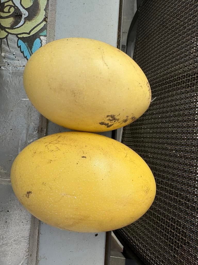 Broedeieren nandoe, Autres espèces