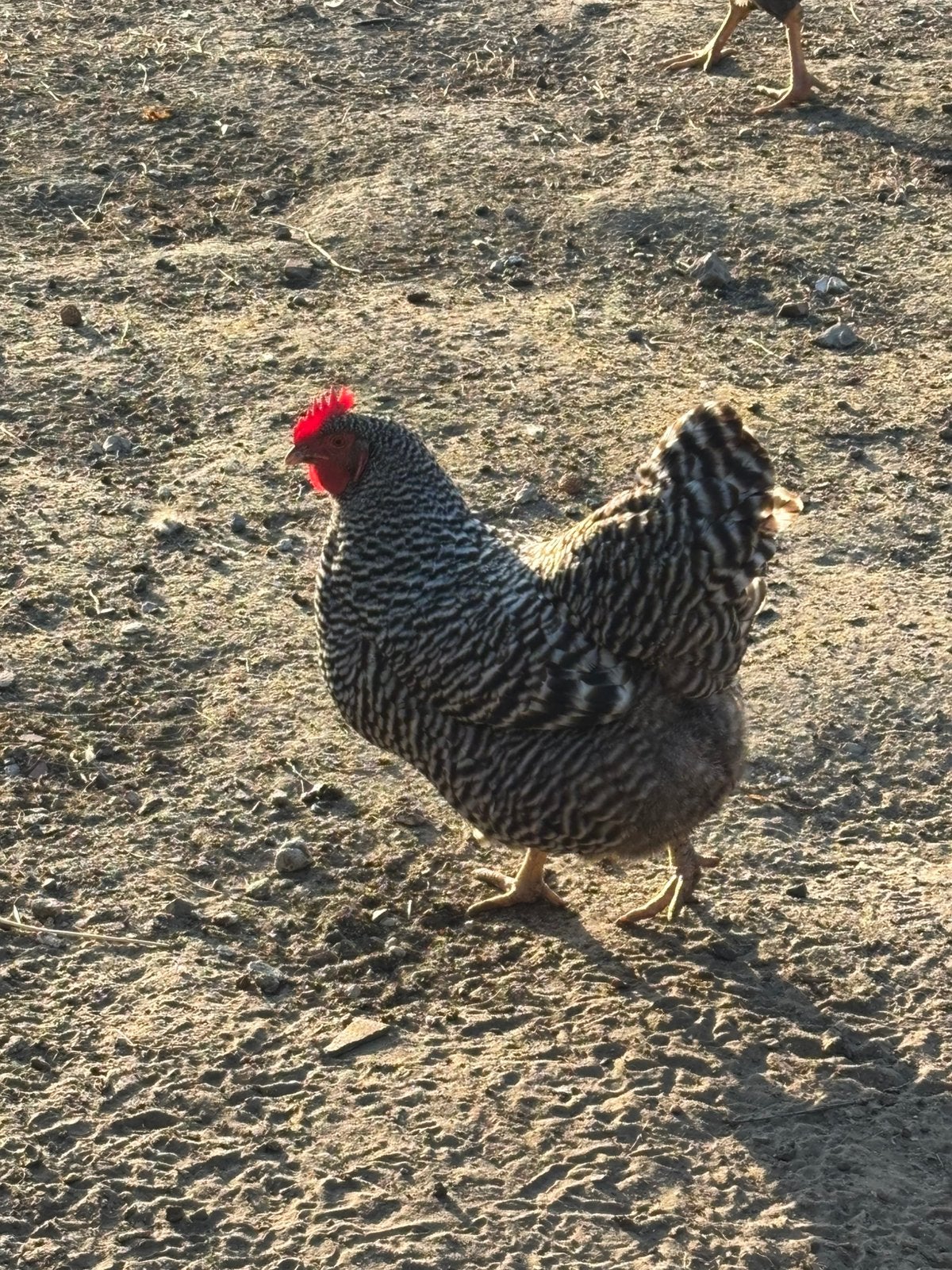 Amrock groothoen hen, Dieren en Toebehoren, Pluimvee