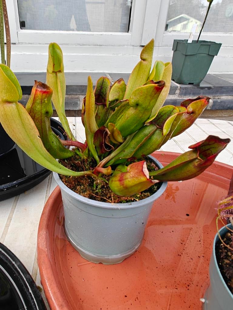 Vleesetende plant trompetbekerplant, Ophalen of Verzenden