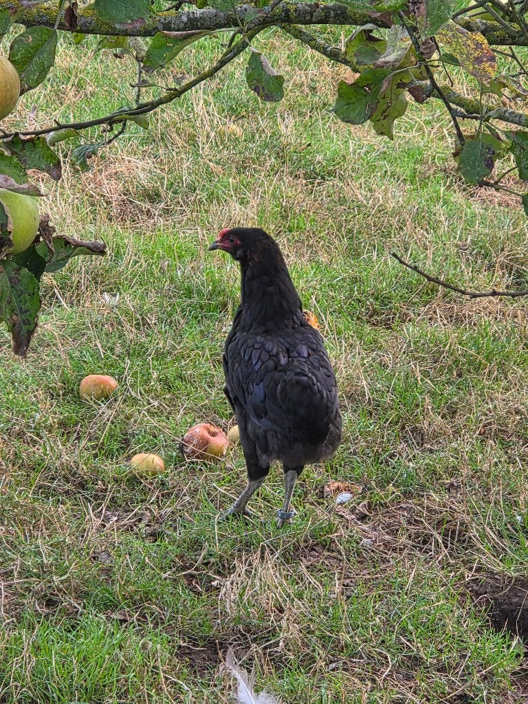 Jonge Araucana haan, Dieren en Toebehoren, Mannelijk, Kip