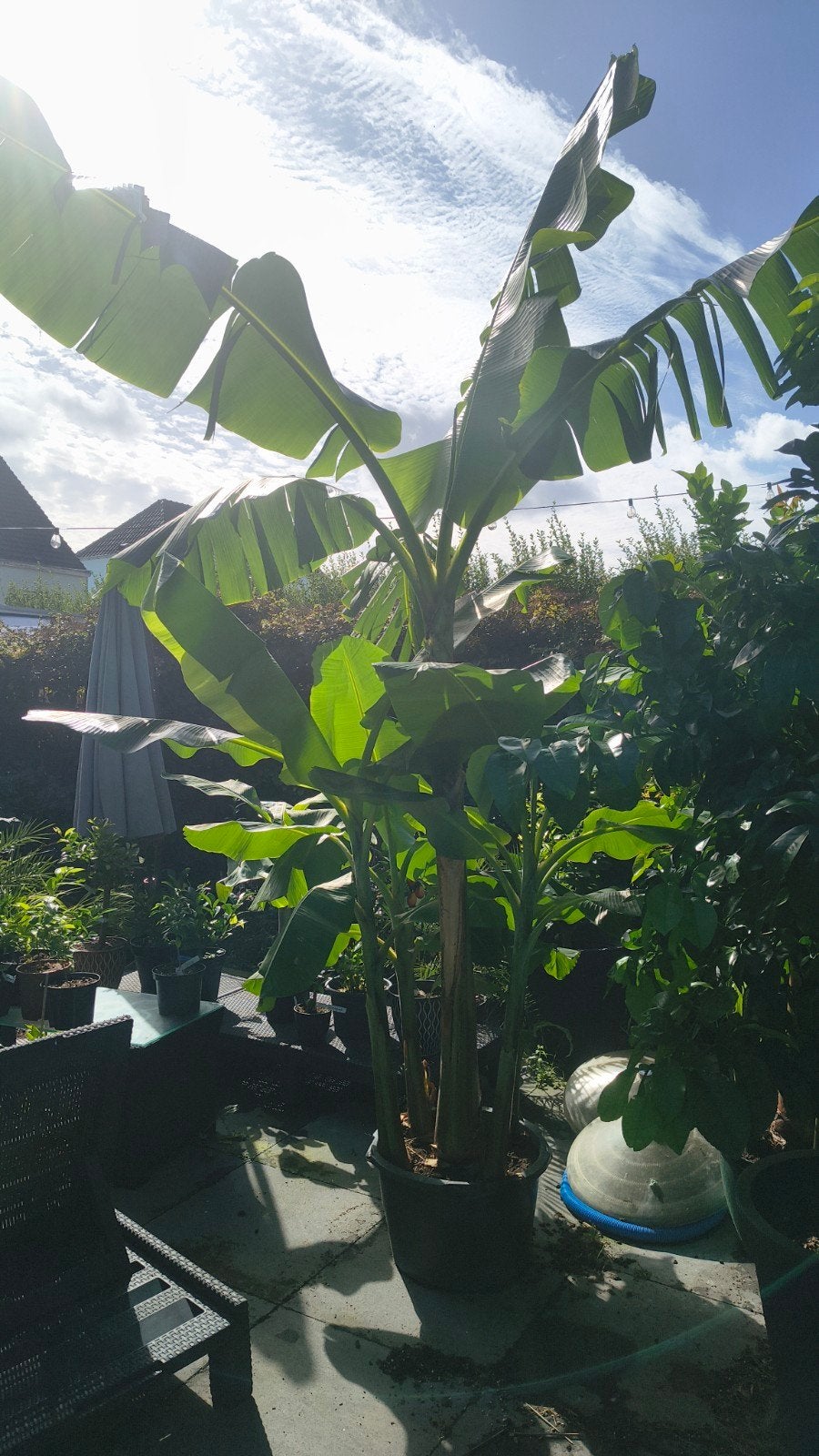 Musa Basjoo XXL in pot, Tuin en Terras, 250 tot 400 cm, Zomer, Volle zon, In pot