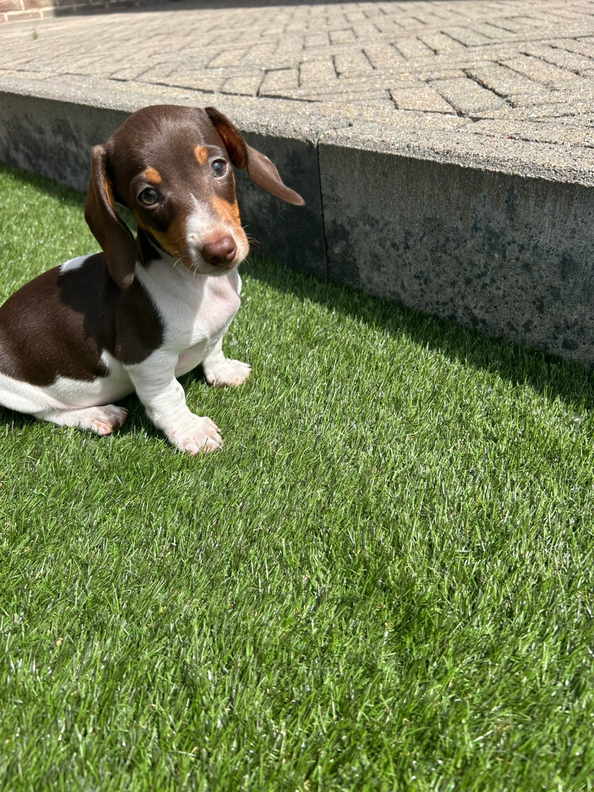 Kortharige Teckel pups Piebald, Animaux & Accessoires, Belgique, Plusieurs, 8 à 15 semaines, Éleveur | Professionnel