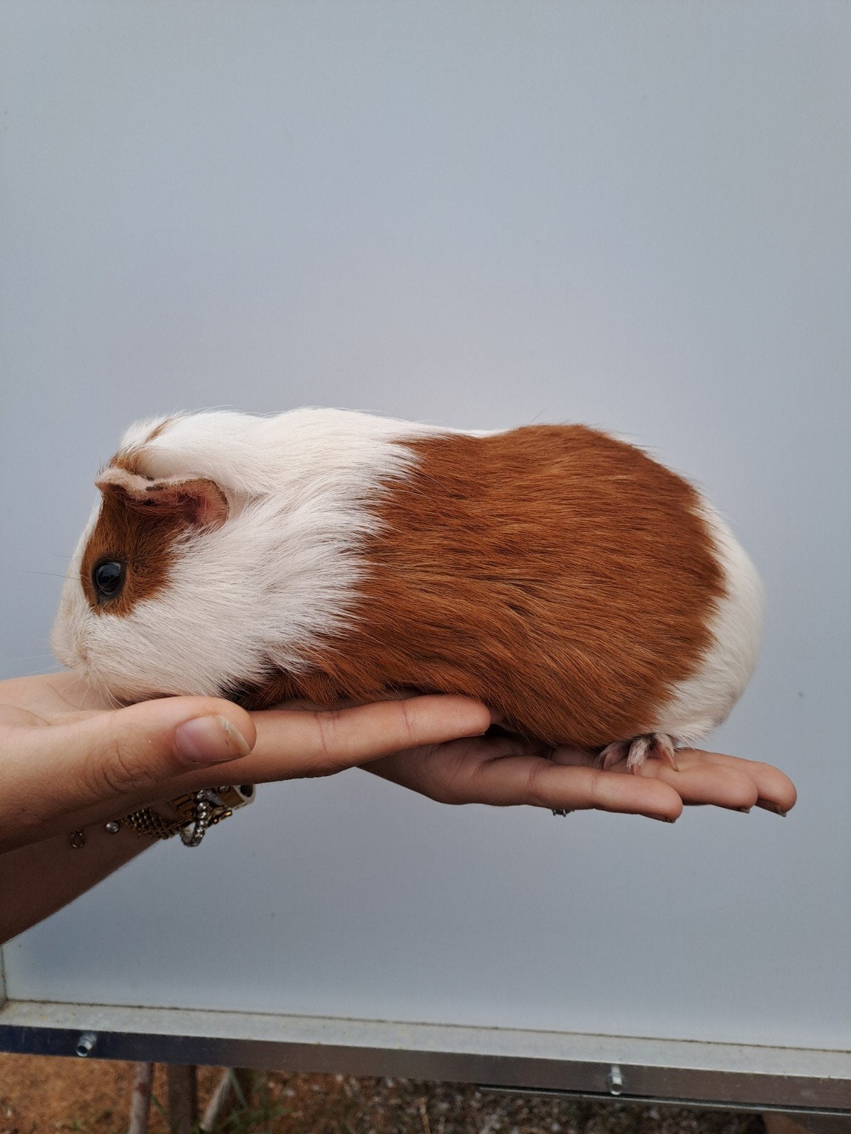 Mannelijke cavia, Dieren en Toebehoren, Knaagdieren, Februari, Mannelijk, Cavia