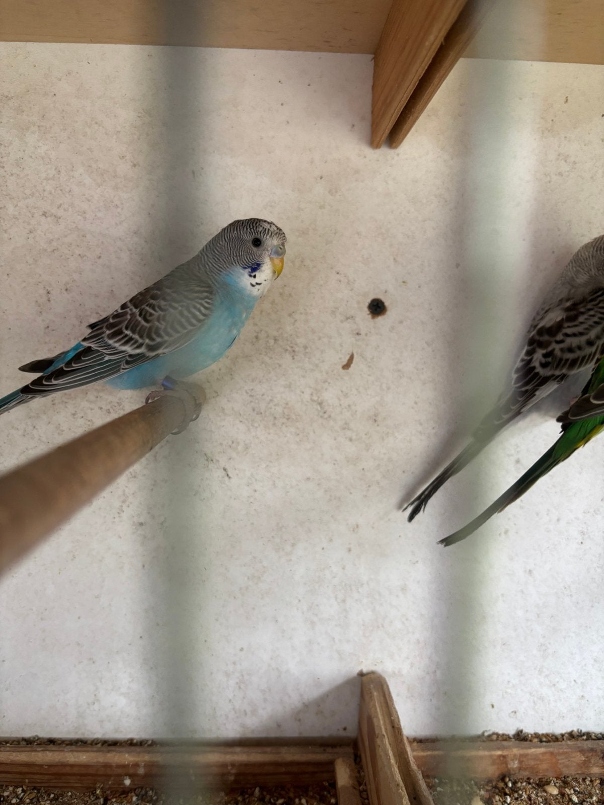 Grasparkieten split blackface, Dieren en Toebehoren, Vogels | Parkieten en Papegaaien, Geringd