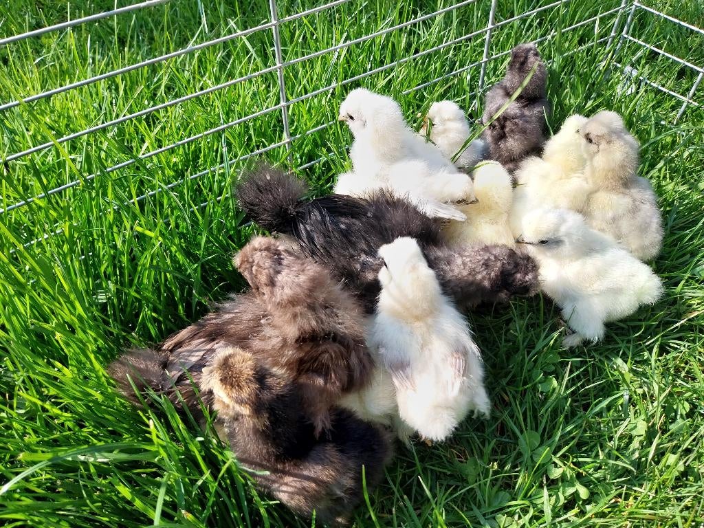 Poussins poule de soie, Sexe inconnu, Poule ou poulet