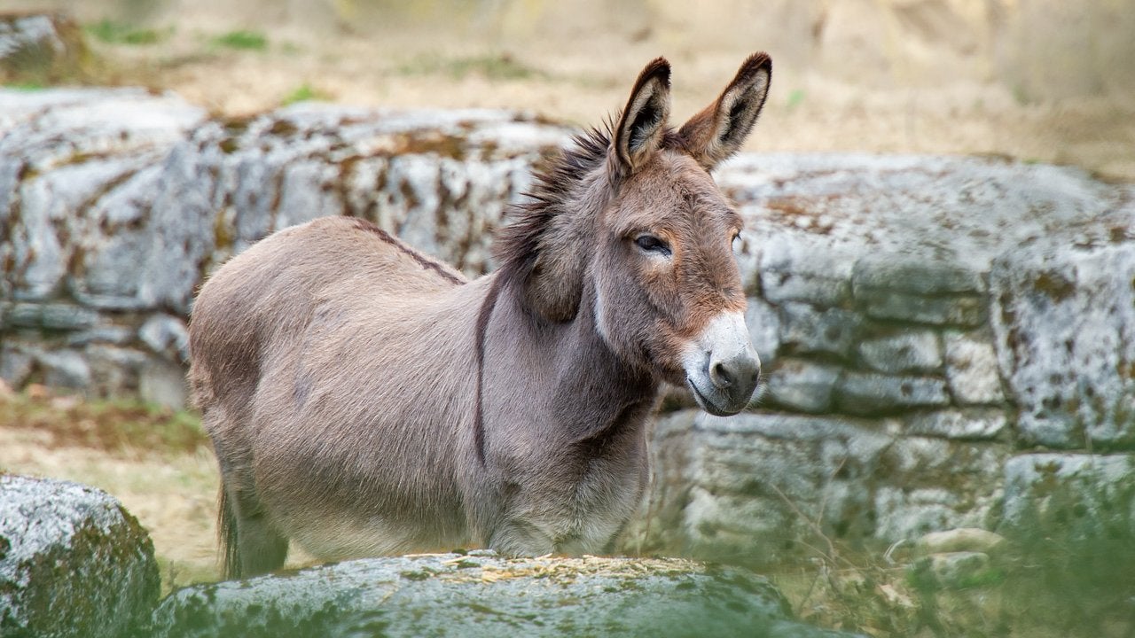 Jeune âne demandé à vendre, Animaux & Accessoires
