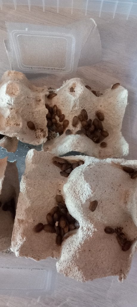 Blaptica dubia Kakkerlakken mini, Dieren en Toebehoren, Maart, Meerdere dieren