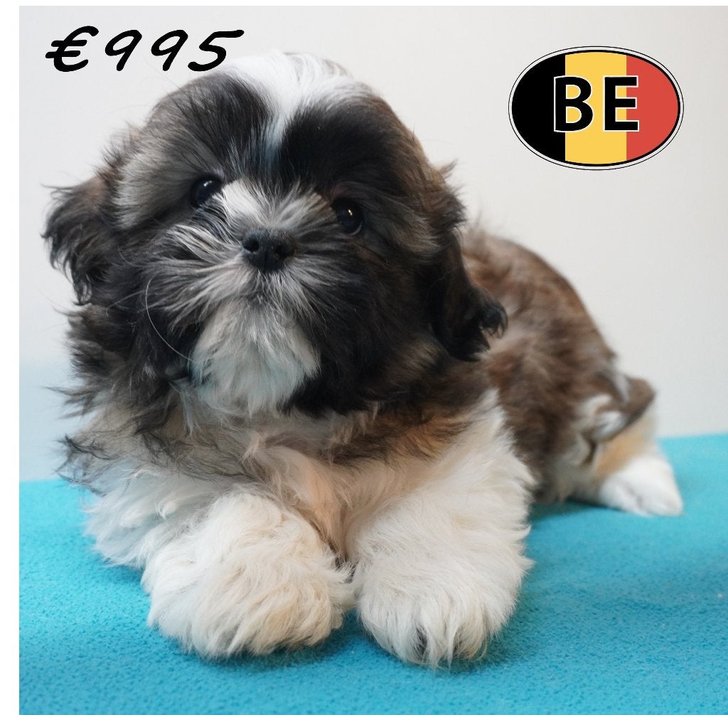 Chiots Shih Tzu à vendre - Le charme d'une race d'exception, 15 semaines à 1 an, Commerçant, Autres races, Plusieurs