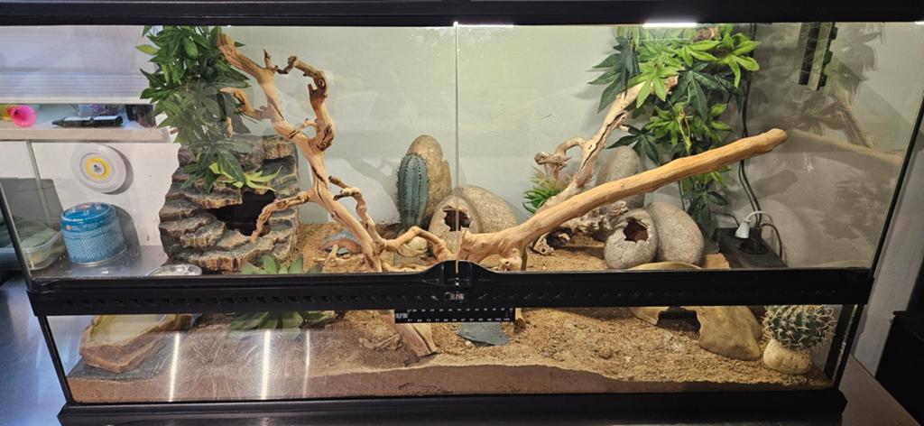 Terrarium full complet et gecko léopard femelle, Enlèvement, Utilisé, Terrarium ou Paludarium