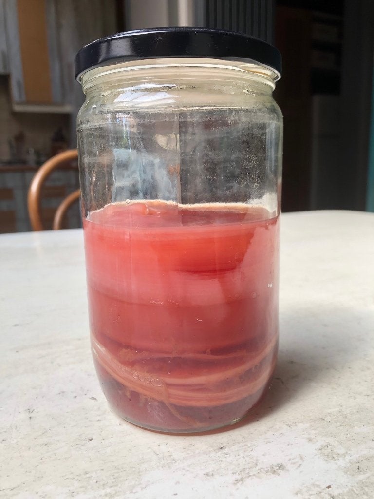 kombucha scoby hotel + starter / éénmalig aanbod, Diversen, Levensmiddelen, Ophalen
