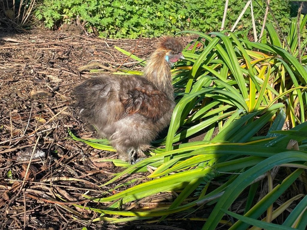 Coqs poule soie, Animaux & Accessoires, Mâle, Poule ou poulet