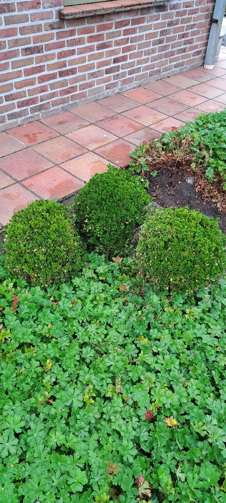 Buxus samen, Tuin en Terras, Ophalen, Buxus, Struik, Minder dan 100 cm