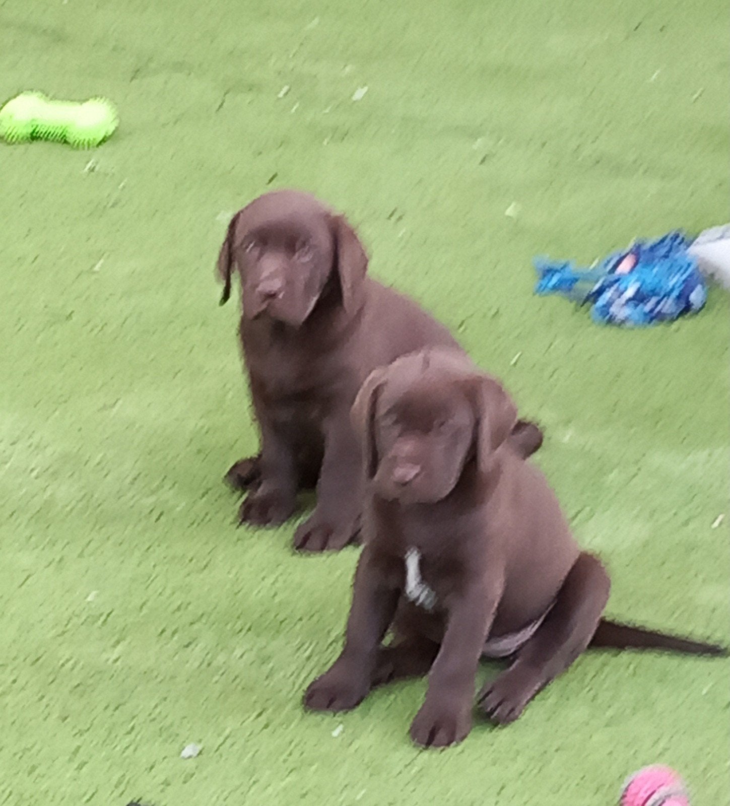 labrador puppy's op de hoeve geboren uit geteste ouders, Maladie de Carré (chiens), Labrador retriever, Plusieurs, Belgique
