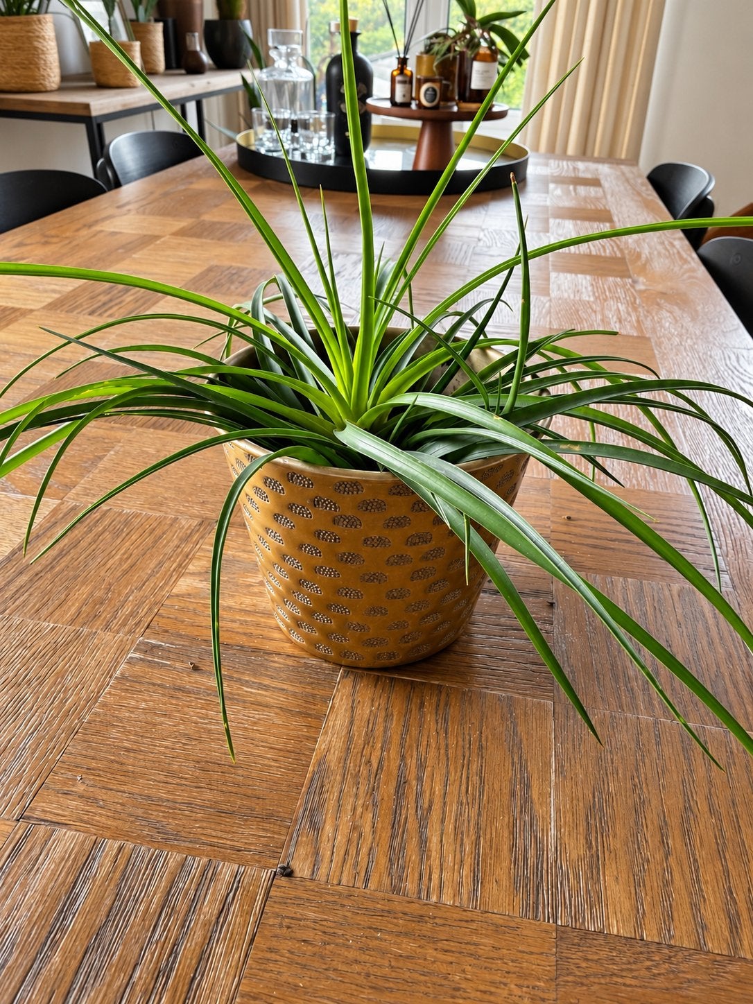 Enkele kamerplanten te koop, Huis en Inrichting, Ophalen, Vetplant