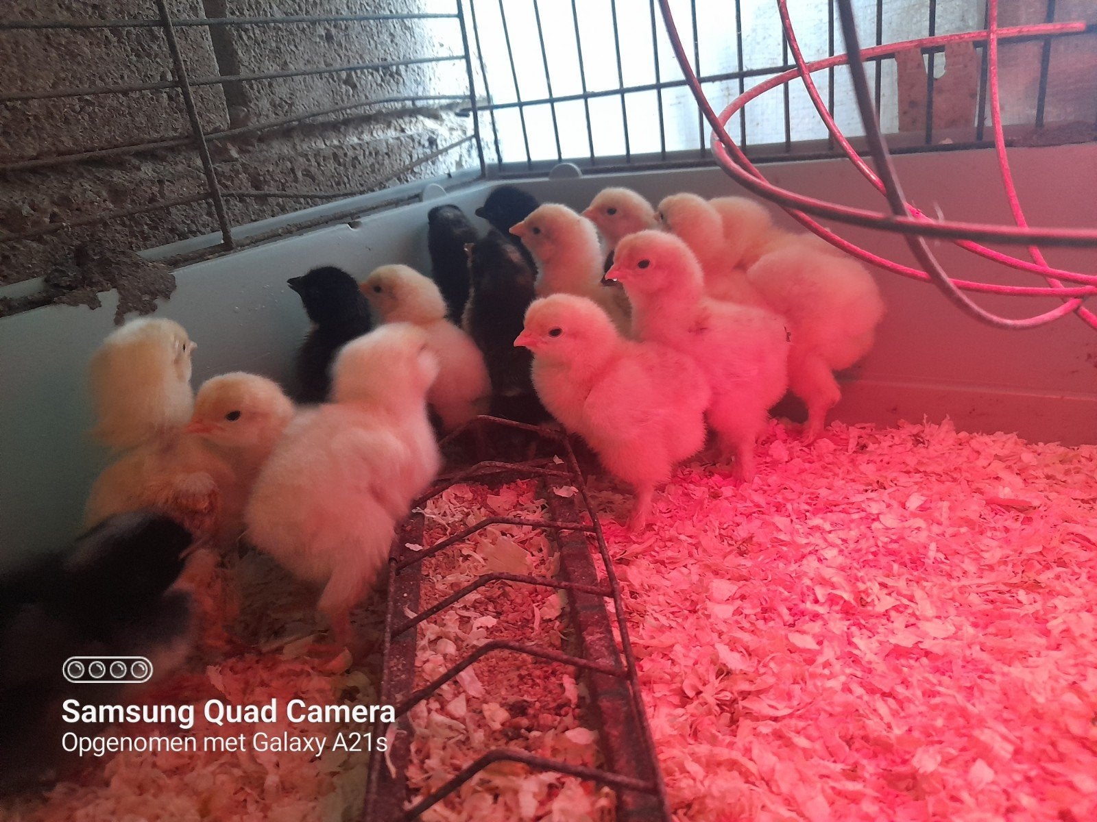 Kuikentjes Marans, groenleggers, brahma Phyle-zalm, Dieren en Toebehoren, Pluimvee