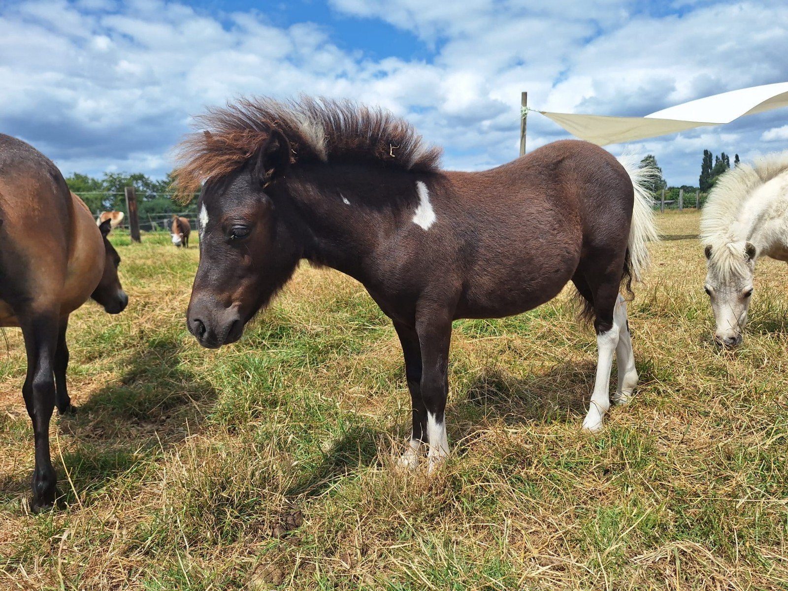 knappe falabella hengstje, Hengst, Onbeleerd, Met stamboom, 0 tot 2 jaar