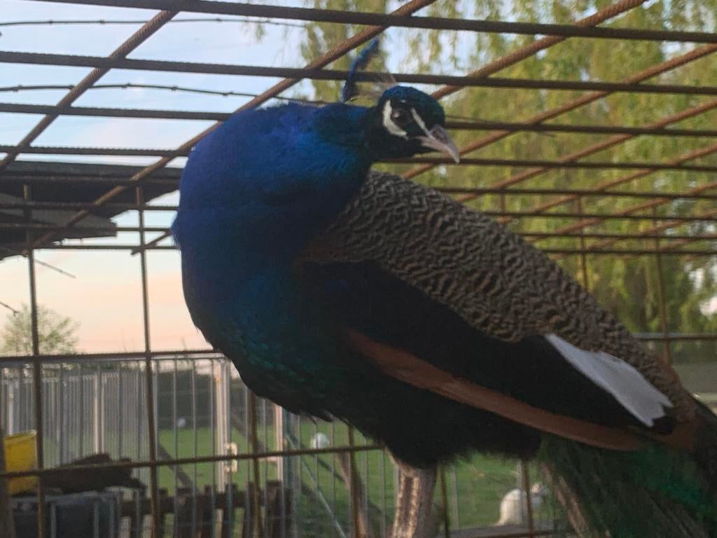 Blauwe pauw haan, Dieren en Toebehoren