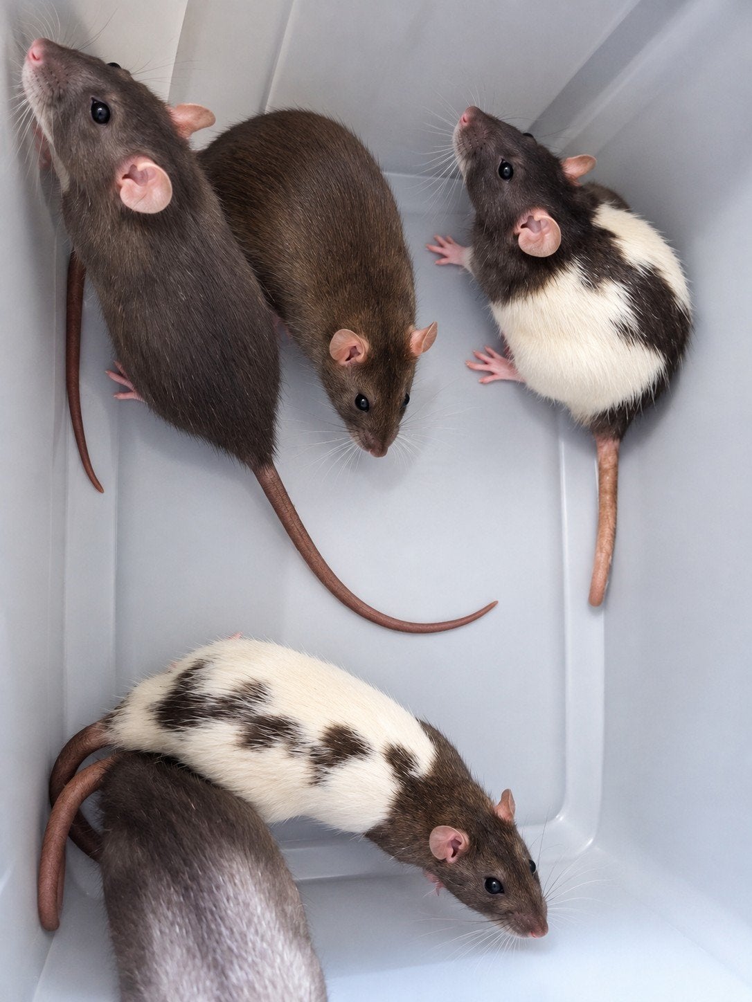 lieve ratjes grote en kleine, Dieren en Toebehoren, Rat, Mannelijk, Juli, Tam