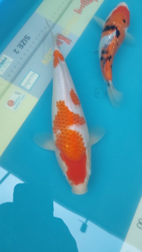 Koi, Dieren en Toebehoren, Vissen | Vijvervissen