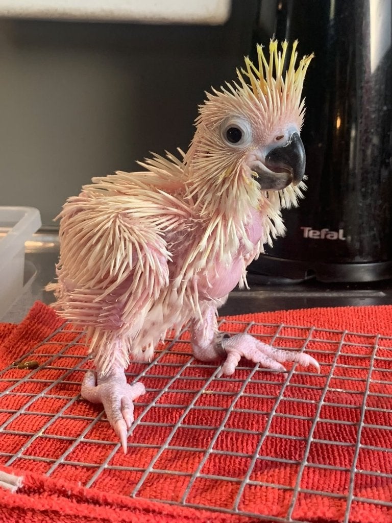 Geelkuif kaketoe, Dieren en Toebehoren, Papegaai, Tam