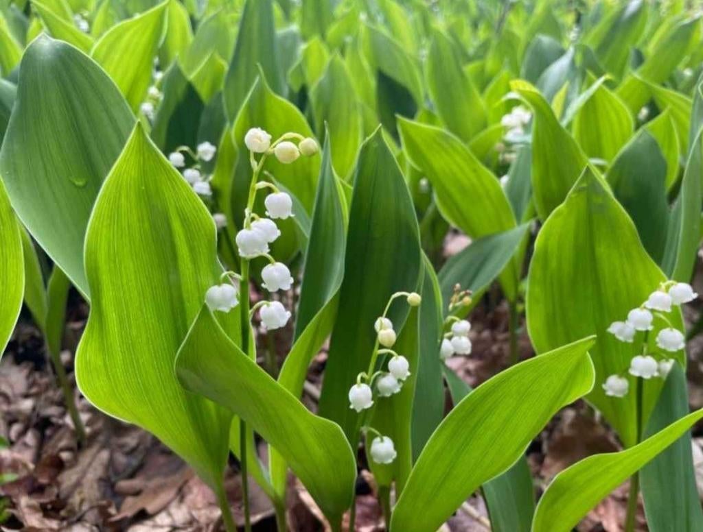 Meiklokjes, lelietje van dalen, bodembedekker, Ophalen, Lente, Vaste plant, Halfschaduw