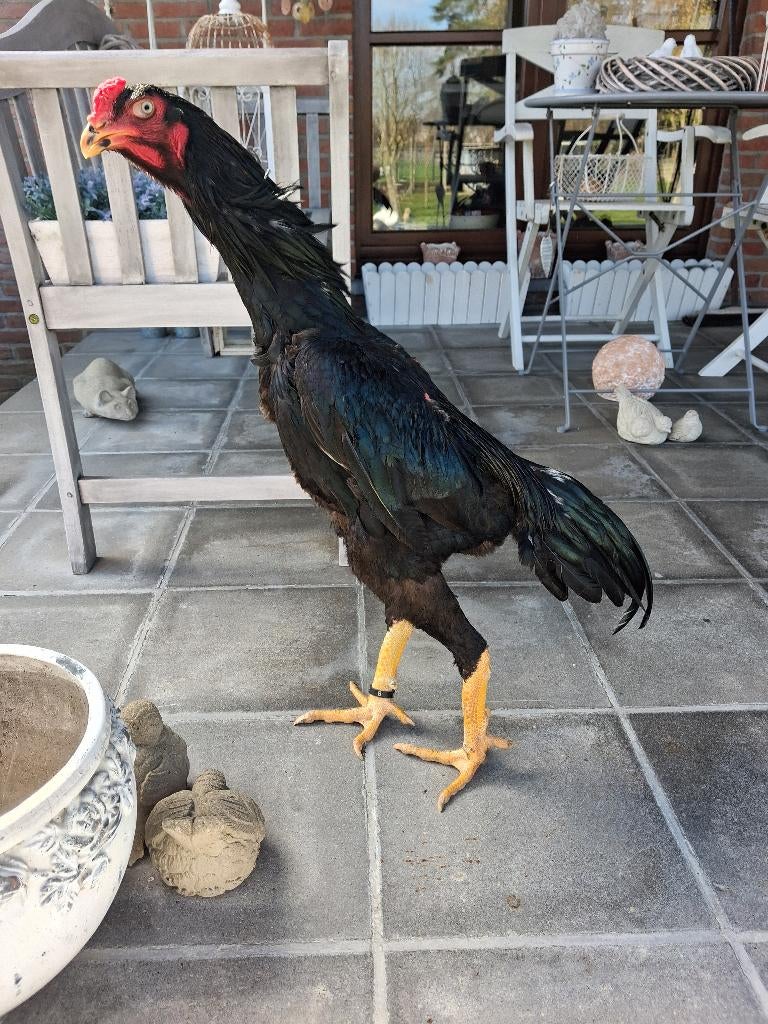 Zwarte japanse oh shamo haan, Dieren en Toebehoren