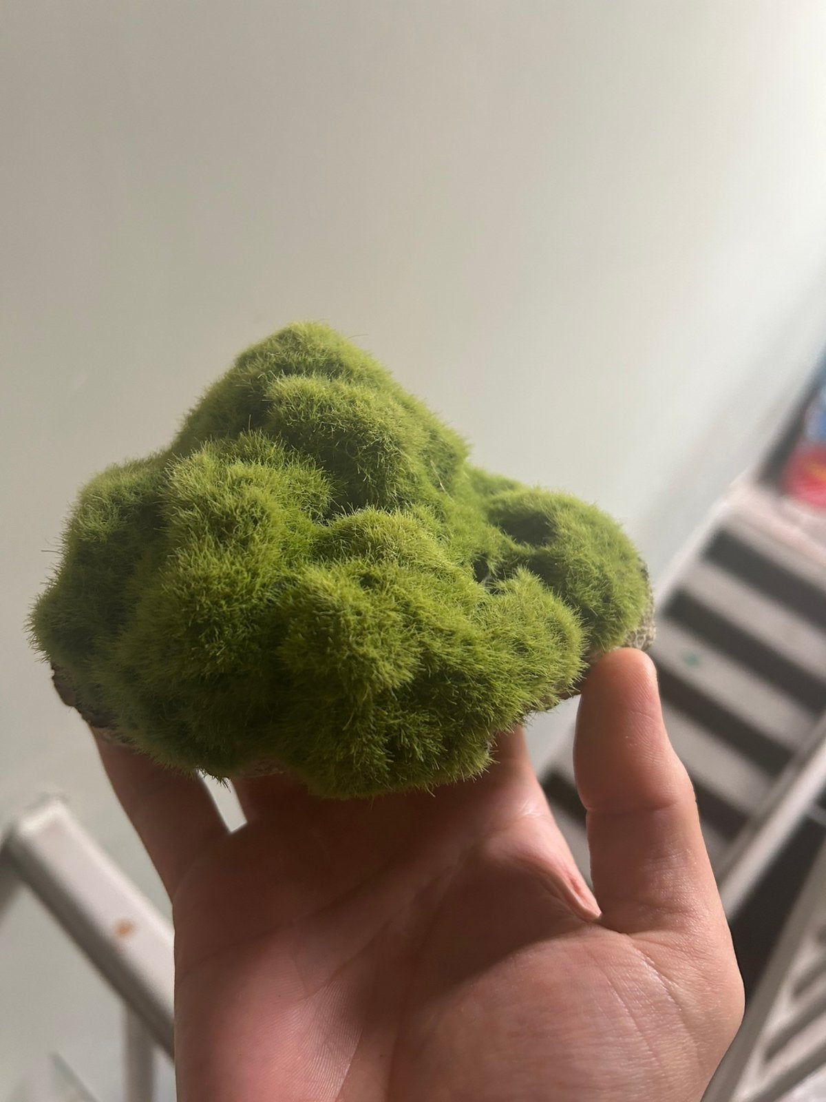 Aqua Della Decor Moss Stone Met Zuignap, Dieren en Toebehoren, Ophalen of Verzenden