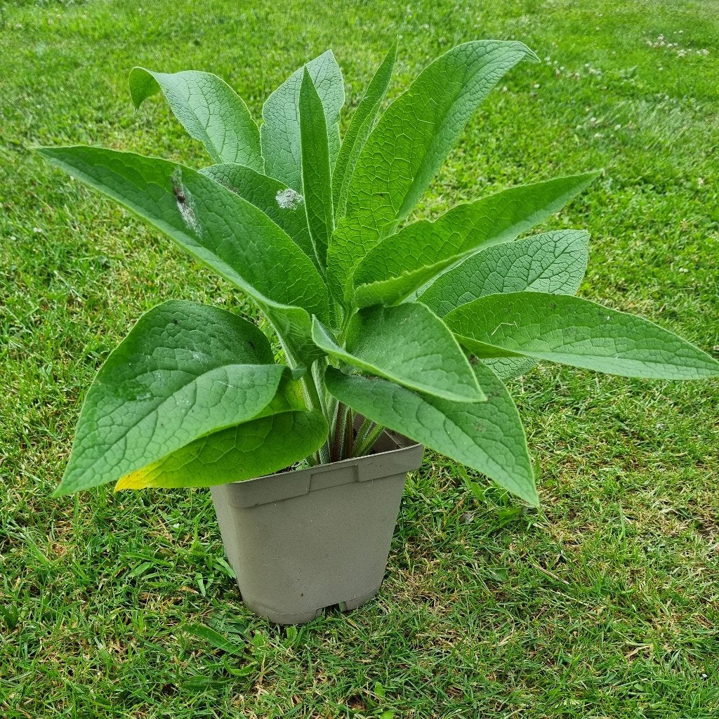 Russische smeerwortel bocking 14, Jardin & Terrasse, Plantes | Jardin, Plante fixe, Enlèvement