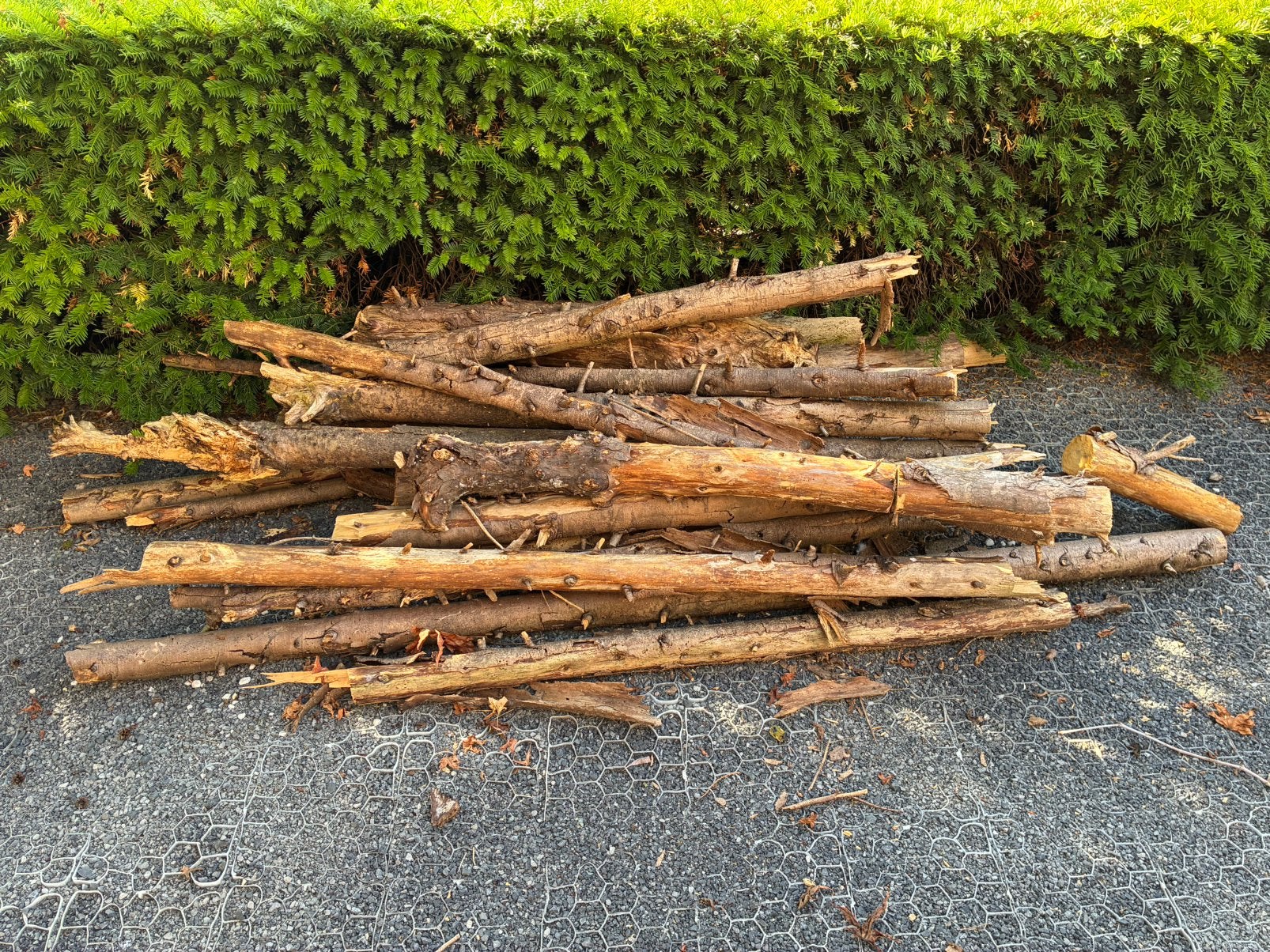 Hout van coniferen, Ophalen, Gebruikt, Overige typen, Hardhout
