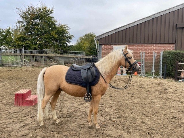 Welsh pony, Gechipt, Ruin, Springpony, Zadelmak