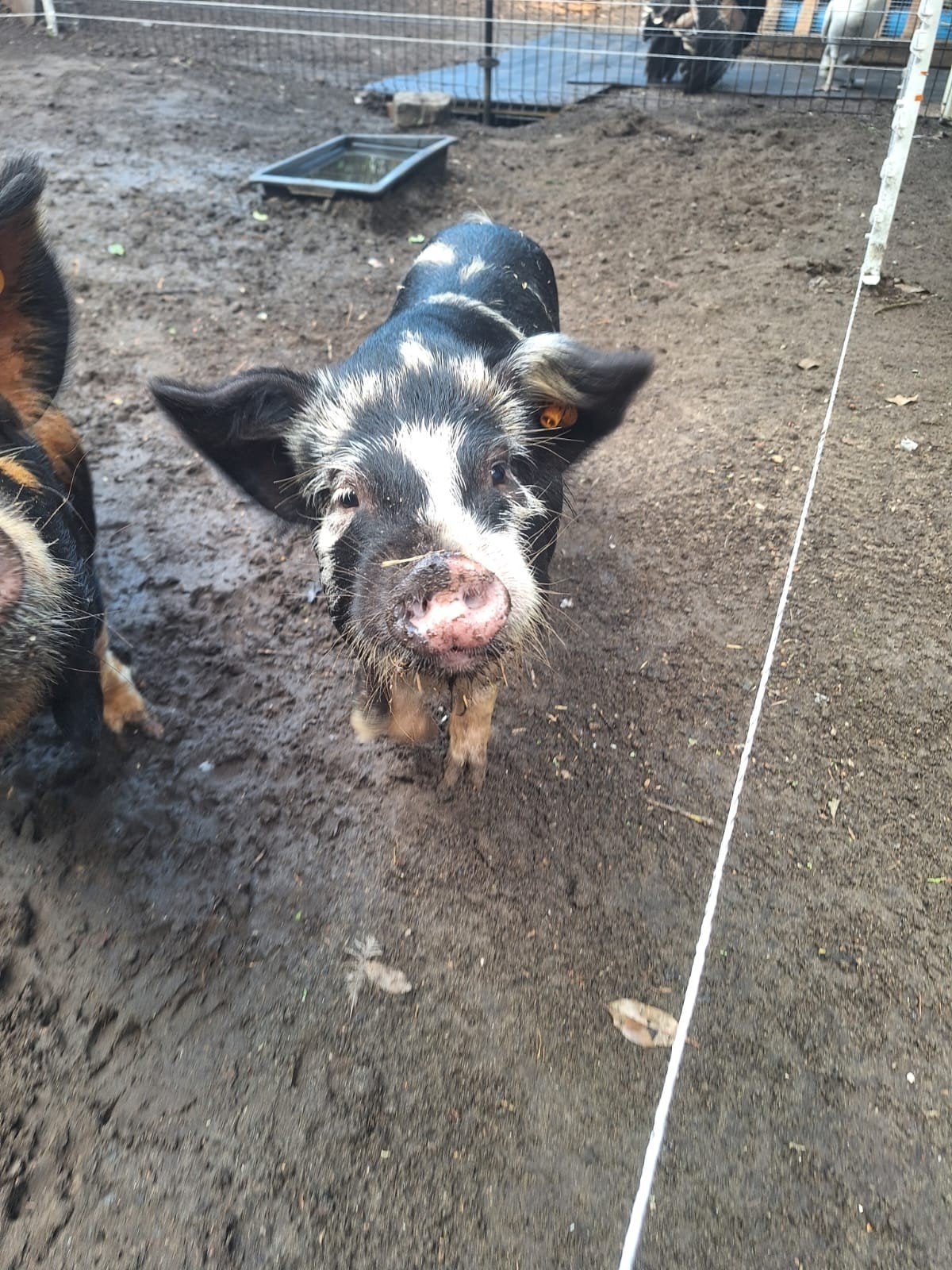 kune kune varken beertje, Dieren en Toebehoren, Mannelijk, Varken, 0 tot 2 jaar