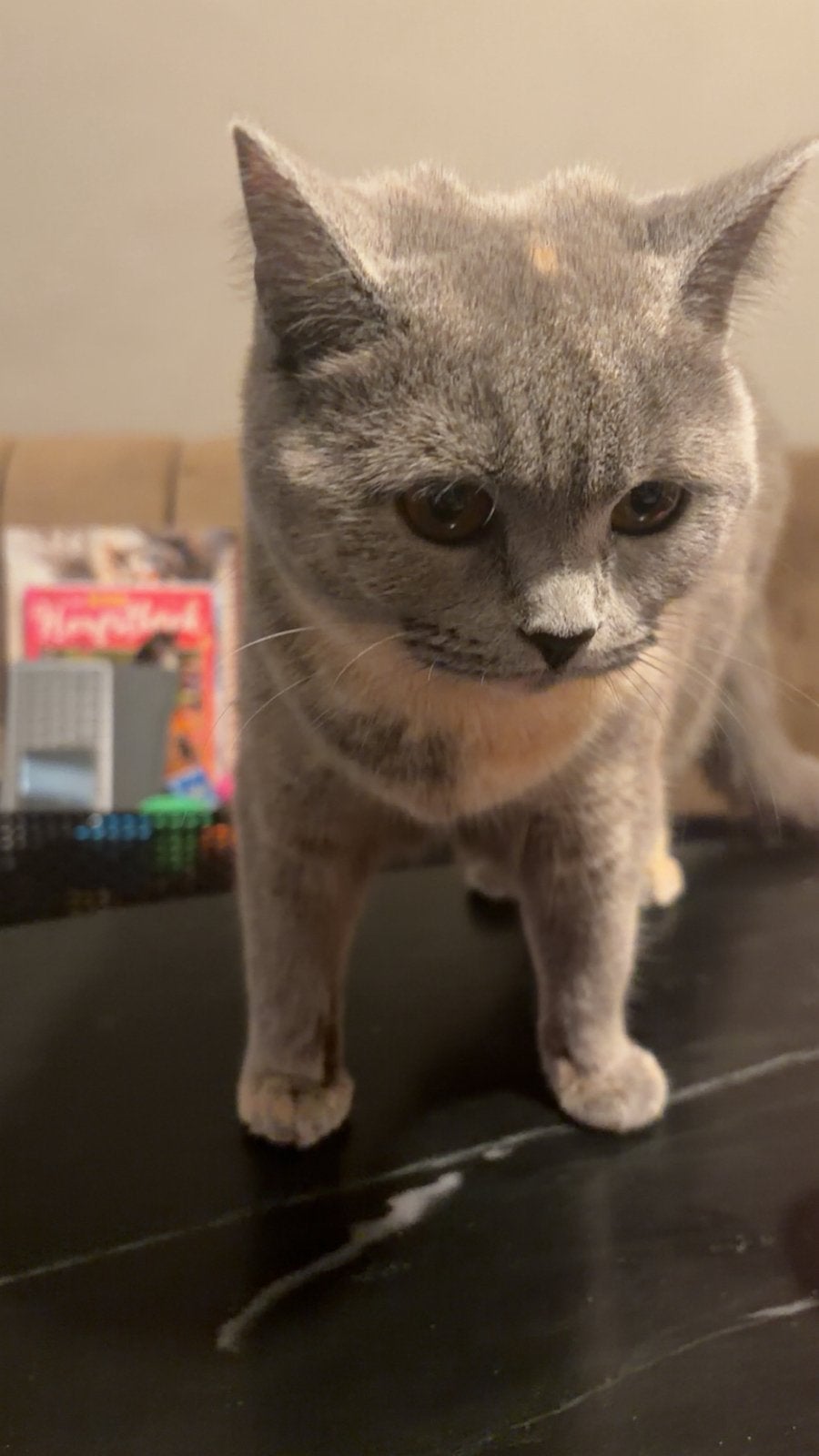 Britse korthaar, Poes, Met stamboom, 0 tot 2 jaar