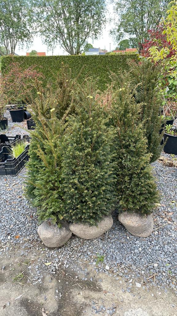 12 Taxus baccata maat 100-125cm, Tuin en Terras, Planten | Struiken en Hagen, Ophalen, Taxus