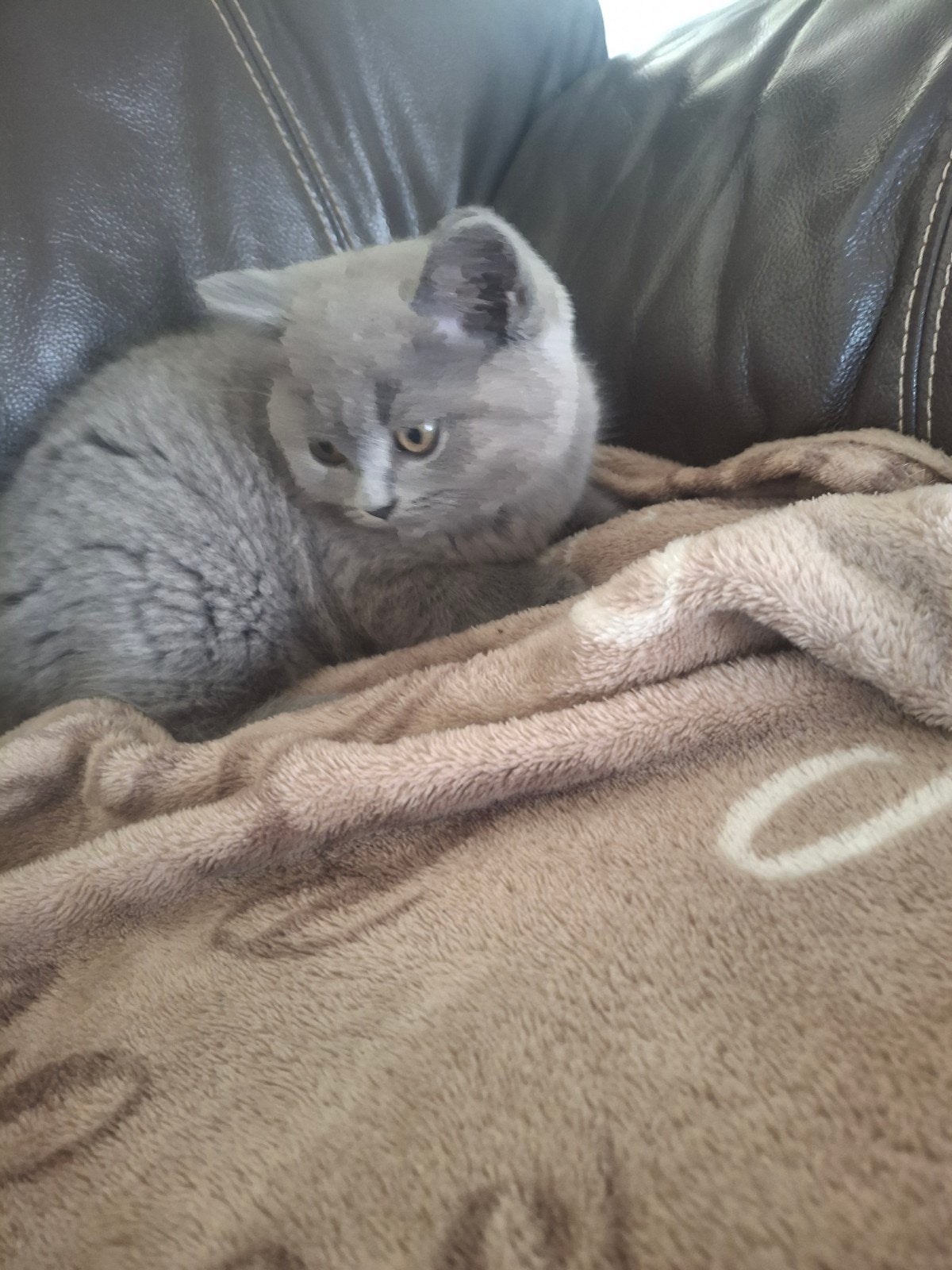 Brits korthaar kittens, Kater, Gechipt, 0 tot 2 jaar