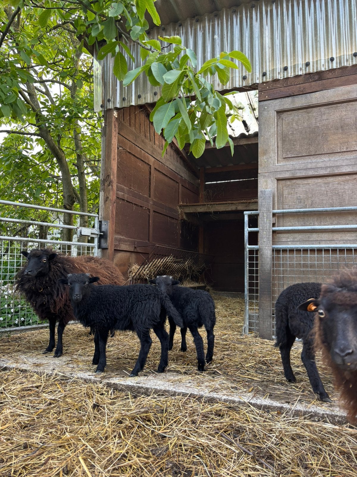 Quessantschapen- Lammeren (rammen) van 2 maand, Mannelijk, Schaap, 0 tot 2 jaar