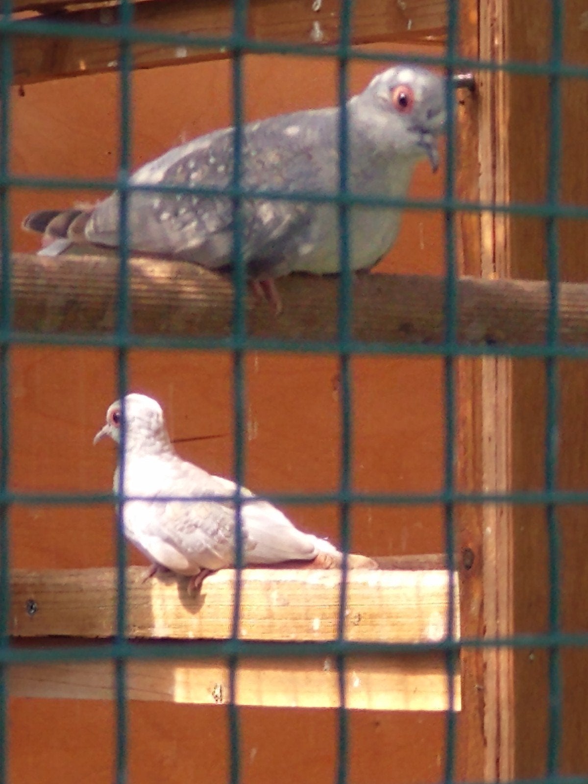 Jonge diamantduifjes., Dieren en Toebehoren, Geslacht onbekend, Tropenvogel